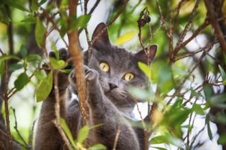 Cat in a tree, South of France 2019