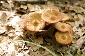 Wild mushrooms in Italy in an autumnal day