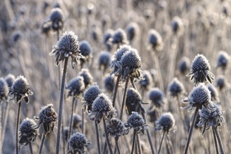Sun hat with hoarfrost in winter, black-eyed Susan with hoarfrost in winter