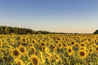 Field of sunflowers in summer at early evening