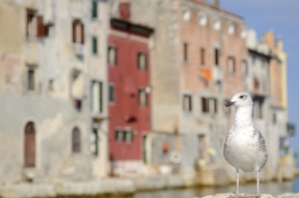 Seagulls on shore of the Mediterranean Sea