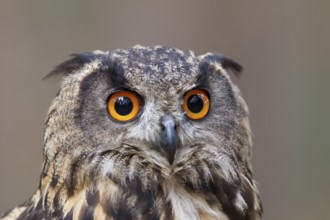 Uhu, Bubo bubo, Eurasian Eagle Owl