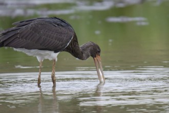 Young black stork with prey