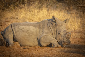 Reclining white rhinoceros (Ceratotherium simum) with sawn-off horn, Anti-Poaching, Balule Plains,