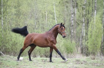 Cantering bay horse. spring