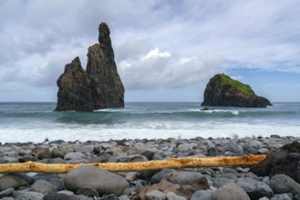 Janela Islets in Porto Moniz in Madeira with a yellow tree on the ground