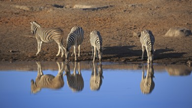 Zebras drinking at a waterhole in Etosha National Park in Namibia