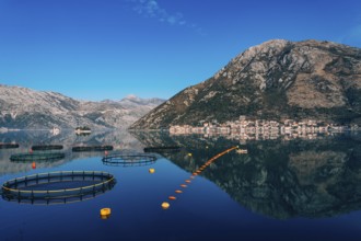 Fish farm in Montenegro. The farm for breeding and fish farming in the Bay of Kotor