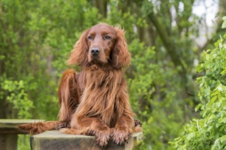 Irish Setter on a garden bench