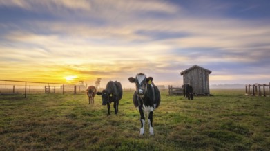 Cows enjoy the sunset under a dramatic sunset in northern California