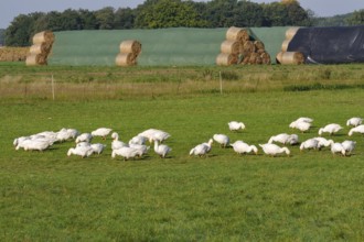 Gaensezucht, Hausgaense (Anser anser domestica) Geese (Anser anser domestica)