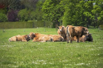 Herd of happy cows on a pasture
