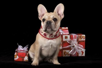 French Bulldog, Bulldog, French Bulldog, Frenchie, Bully, Bouledogue Francais