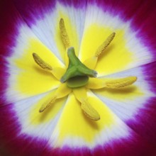 Ovary and stamens of a tulip flower