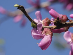 Cercis canadensis Avondale