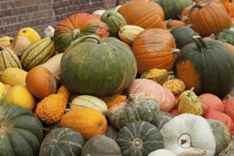 Various colourful pumpkins of different sizes and shapes, harvest shown, borken, münsterland,