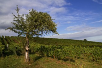 Old Apple Tree and Vineyards, Wine Route, Germany, Europe