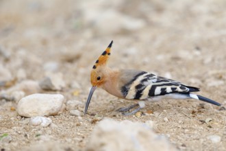 Hoopoe, (Upupa epops), on a perch, family Hoopoes, early raptors, Hides de El Taray / Lesser