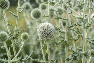 Spherical thistle (Echinops sphaerocephalus), Sarastro Stauden, Ort im Innkreis, Upper Austria,