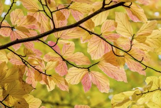 Persian ironwood (Parrotia persica), Treptower Park, Berlin, Berlin, Germany, Europe