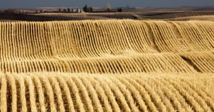 Stubble Rows Saskatchewan farming harvest contour