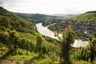 Vineyard with roses, sunset, Moselsteig Trail, Bernkastel-Kues, Moselle, Rhineland-Palatinate,