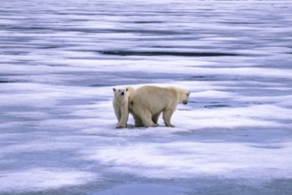 Two Polar bears (Ursus maritimus) on melting sea ice in arctic, Spitsbergen, Svalbard, Norway,