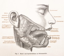 Medicine, anatomy, drawing of the human face with oral and salivary glands, helix, antihelix,