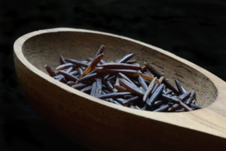 Rice, black wild rice in wooden ladle, Canada, North America