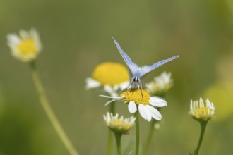 Common blue butterfly (Polyommatus icarus) adult insect feeding on a Mayweed flower in summer,