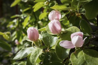 Quince (Cydonia oblonga) in bloom