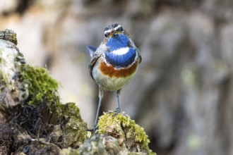 Bluethroat (Luscinia svecica cyanecula) Male Germany