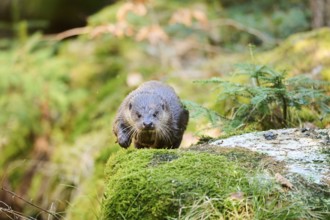 Eurasian otter (Lutra lutra) running over rocks in the bavarian forest, Bavaria, Germany, Europe