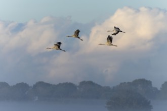 A group of cranes flies high in the cloudy, misty sky, Crane (Grus grus) wildlife, Western