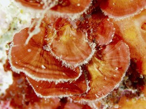 Close-up of scale leaf (Peyssonnelia squamaria), red alga, algae, with distinct textures and colour