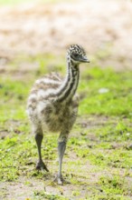 Emu (Dromaius novaehollandiae) youngsters on the ground, Bavaria, Germany, Europe