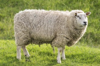 Sheep on the dyke, Hauke-Haien-Koog, North Frisia, Schleswig-Holstein, Germany, Europe