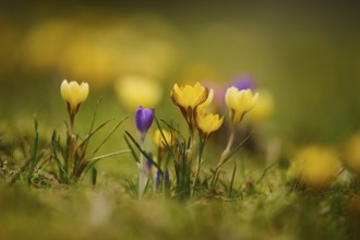 Spring Crocus or Giant Crocus (Crocus cultivars) flowering colourful in spring on a meadow,