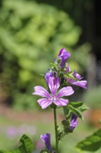 Common mallow (Malva sylvestris), flower in a meadow, medicinal plant, aromatic plant, medicinal