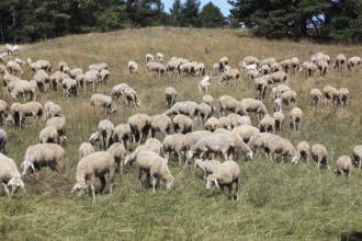 Sheep on the pasture, here in Franconian Switzerland, as a cultural guardian to reduce excessive
