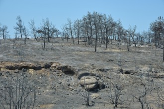 A desolate, charred landscape with burnt trees on a hill after a fire, forest fires, summer 2023,