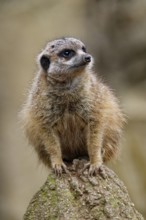Meerkat (Suricata suricatta), adult, guardian on a hill, vigilant, captive, occurrence southern