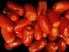 Red San Marzano tomatoes in bulk, international