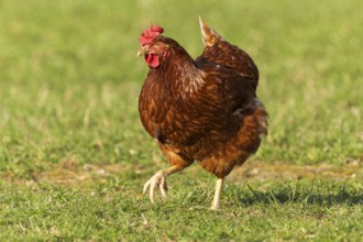 A brown hen with a frontal view standing in a meadow, domestic chicken, Rhineland-Palatinate,