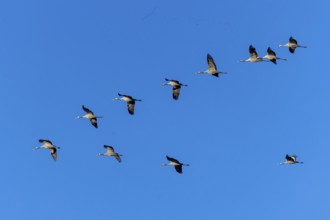 Cranes flying in V-formation against a clear blue sky, Crane (Grus grus) wildlife, Western