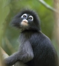 Dusky leaf monkey (Trachypithecus obscurus), Kaeng Krachan National Park, Phetchaburi Province,