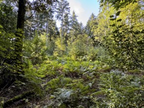 View of semi-shady clearing with ferns Wood fern Lady fern lady fern (Athyrium filix-femina) in