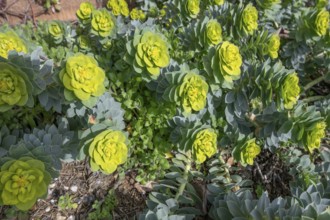 Roller spurge (Euphorbia myrsinites), Bavaria, Germany, Europe
