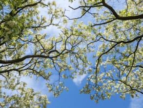 Blomstering Robinia tree, Robinia pseudoacacia, Robinie, at lake Plauer See, Brandenburg, Germany,