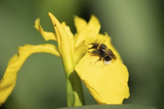 Buff tailed bumblebee (Bombus terrestris) adult bee feeding on a Yellow iris flower in summer,